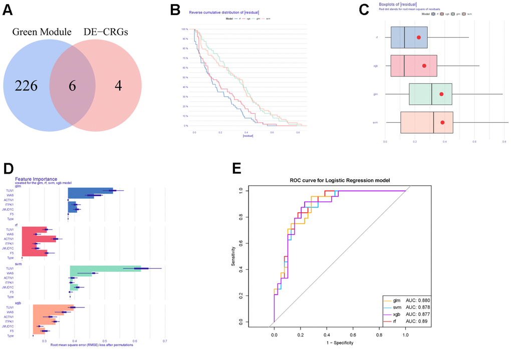 Construction and evaluation of different machine learning models. (A) Venn diagram showing the intersection between DECGs and WGCNA modular genes. (B) Reverse cumulative distribution of residuals in four machine learning models. (C) Boxplots of residuals in four machine learning methods. (D) The feature importance of CGs in each machine learning model. (E) ROC curves of four machine learning models for IS diagnosis.