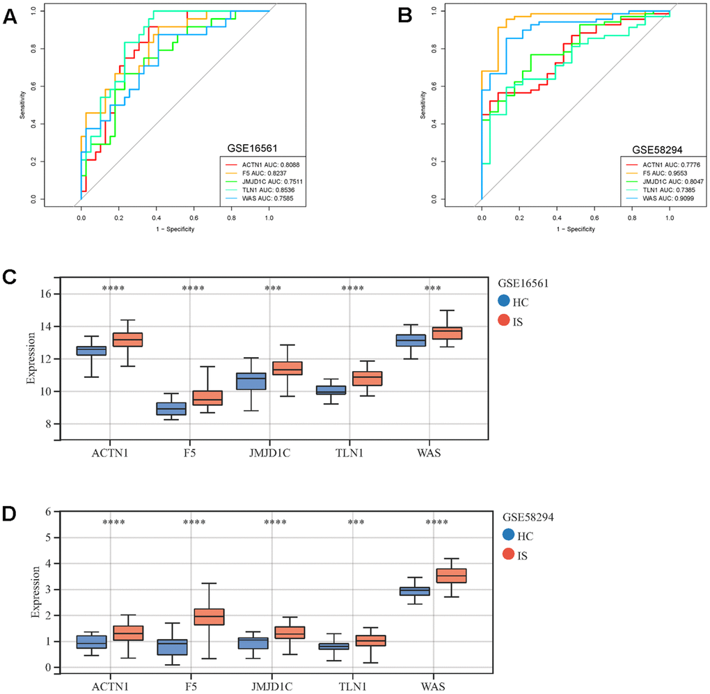 ROC curves and expressions of key CGs in IS. ROC curves display the performance (sensitivity and specificity) of key CGs in IS diagnosis in GSE16561 (A) and GSE58294 (B). Comparison of key CRGs’ expressions between IS and HC samples in GSE16561 (C) and GSE58294 (D). ***p ****p 