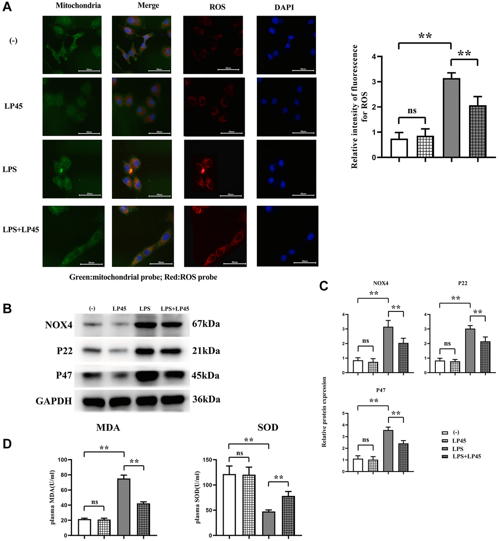 Detection of oxidative stress level and protein expressions of NOX4, P22 and P47 in macrophages via immunofluorescence and Western blotting, respectively, and detection of MDA and SOD concentrations via ELISA. (A) Detection of oxidative stress level of macrophages in each group via immunofluorescence and relative fluorescence intensity of ROS in LPS group and LPS + LP45 group. (B) Detection of protein expressions of NOX4, P22 and P47 in the four groups of macrophages via Western blotting. (C) Protein expressions of NOX4, P22 and P47 in macrophages. (D) Detection of MDA and SOD concentrations via ELISA. **p 