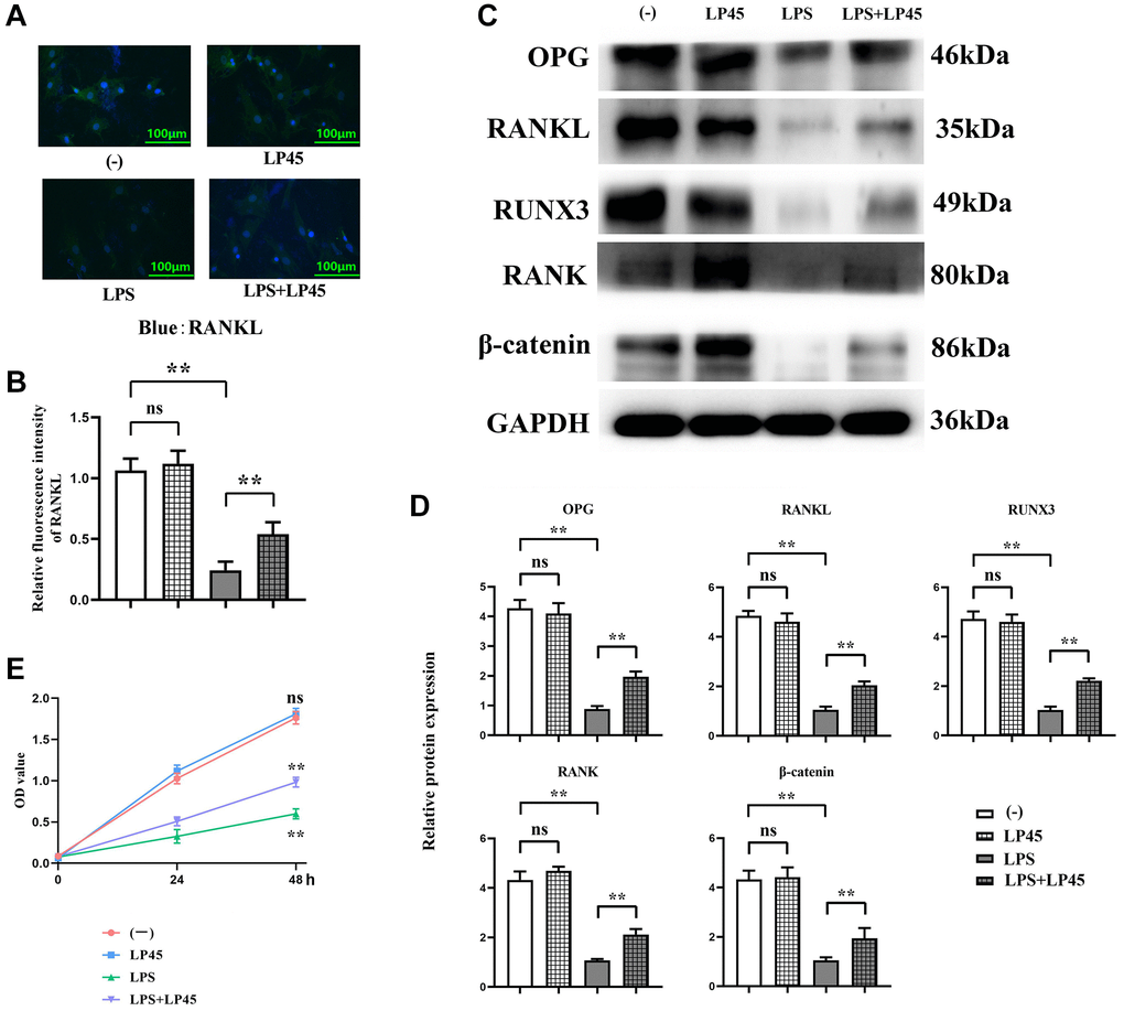 Detection of expressions of relevant proteins in osteoblasts via immunofluorescence and Western blotting. LP45 promotes osteoblast differentiation by regulating histone proteases in macrophages and secreting exosomes to osteoblasts. (A) Detection of RANKL expression in osteoblasts via immunofluorescence. (B) RANKL expression in osteoblasts of each group. (C) Detection of expressions of relevant proteins in osteoblasts via Western blotting. (D) Expression levels of relevant proteins in osteoblasts. (E) CCK8 experimental results. **p 