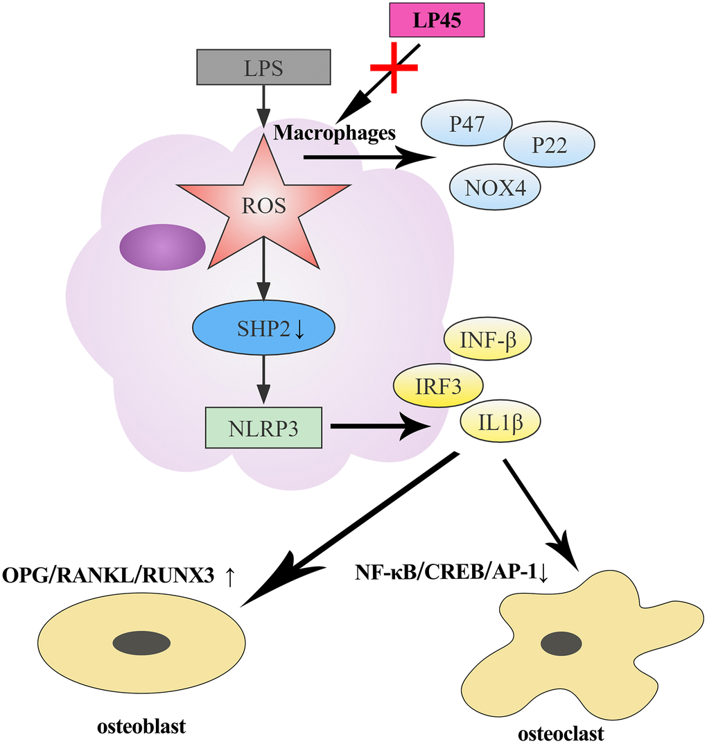 Schematic diagram of LP45 activating SHP2 through inhibition of oxidative stress to regulate osteoblast and osteoclast differentiation.