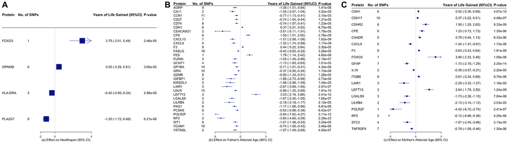 Proteins that are significantly associated with (A) healthspan, (B) father’s attained age, and (C) mother’s attained age. The inverse-variance weighted (IVW) estimates are presented in years of life gained with the corresponding 95% confidence intervals.