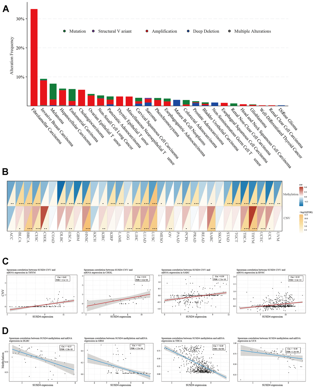 Relationship between SUSD4 expression and gene alterations. (A) The stacked bar plot shows the type and frequency of genetic changes in SUSD4. (B) Heatmap of correlation between methylation and copy number variation and SUSD4 expression. (C) Correlation between SUSD4 expression and CNV in THYM, CHOL, SARC and HNSC. (D) Correlation between SUSD4 expression and methylation in DLBC, GBM, THCA and USC. *p 