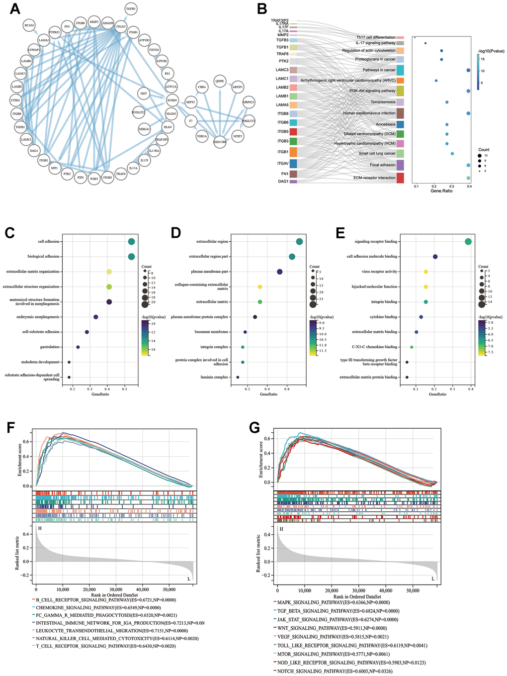 Enrichment analysis result of SUSD4. (A) Protein-protein interaction analysis of SUSD4 replotted by Cytoscape. (B) Sankey plot of KEGG enrichment analysis result. Biological process (C), cellular competent (D) and molecular function (E) result of GO enrichment analysis. Immune-related pathways (F) and cancer pathways (G) were enriched by GSEA in colorectal cancer. KEGG, Kyoto encyclopedia of genes and genomes. GO, gene ontology. GSEA, gene set enrichment analysis. P-values of KEGG and GO were adjusted by Benjamini Hochberg (BH) method.