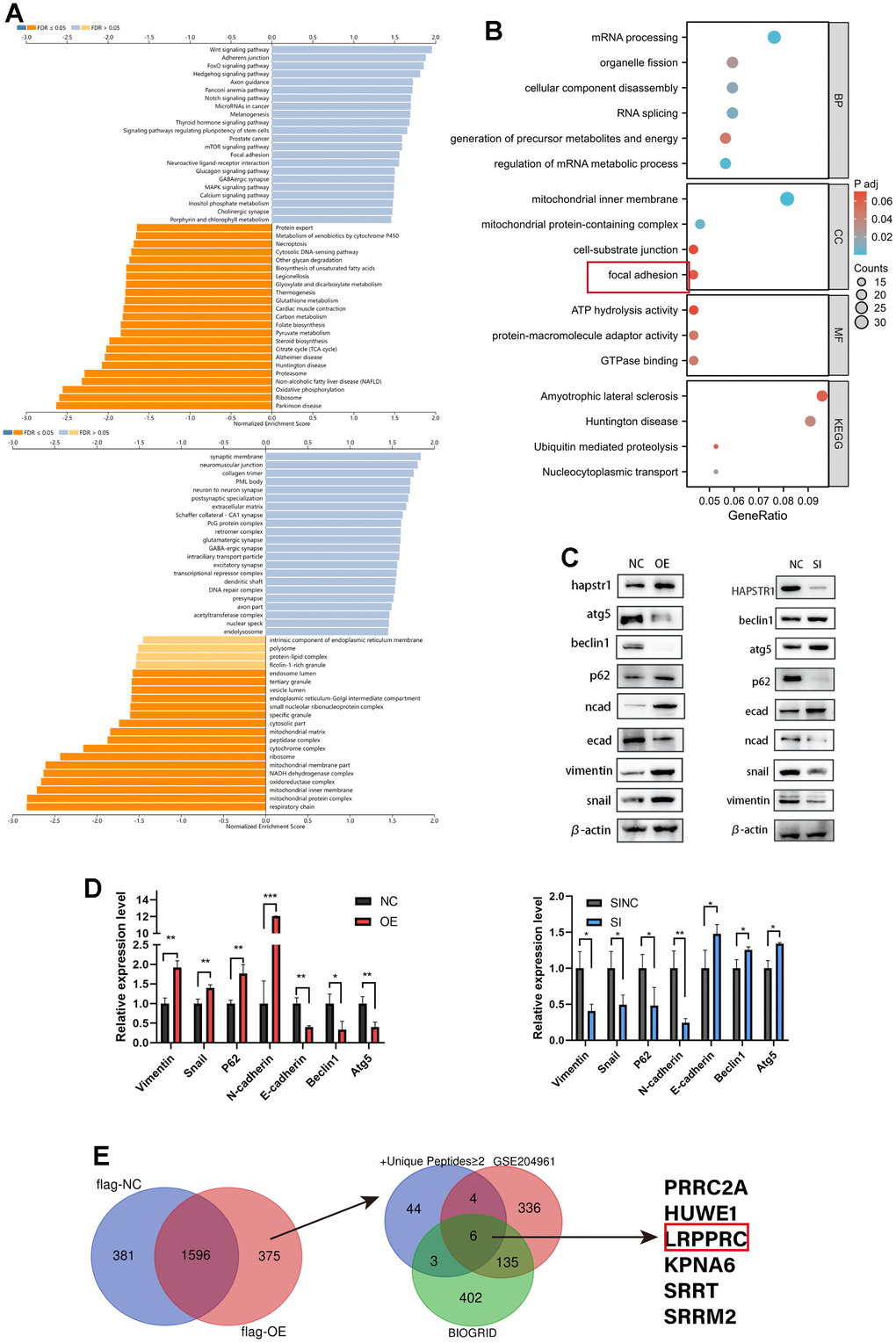 Functional enrichment analysis of HAPSTR1 and its correlated molecules and experimental verification. (A) GO/KEGG analyses of genes positively and negatively correlated with HAPSTR1 in the LinkOmics database. (B) GO/KEGG analysis was used to annotate the results of mass spectrometry (MS). (C, D) Western blotting demonstrated that HAPSTR1 stimulated the EMT pathway and suppressed autophagy. (E) Intersection of data from Immunoprecipitation-Mass Spectrometry (IP-MS), GSE204961, and BIOGRID datasets. *, p p p 