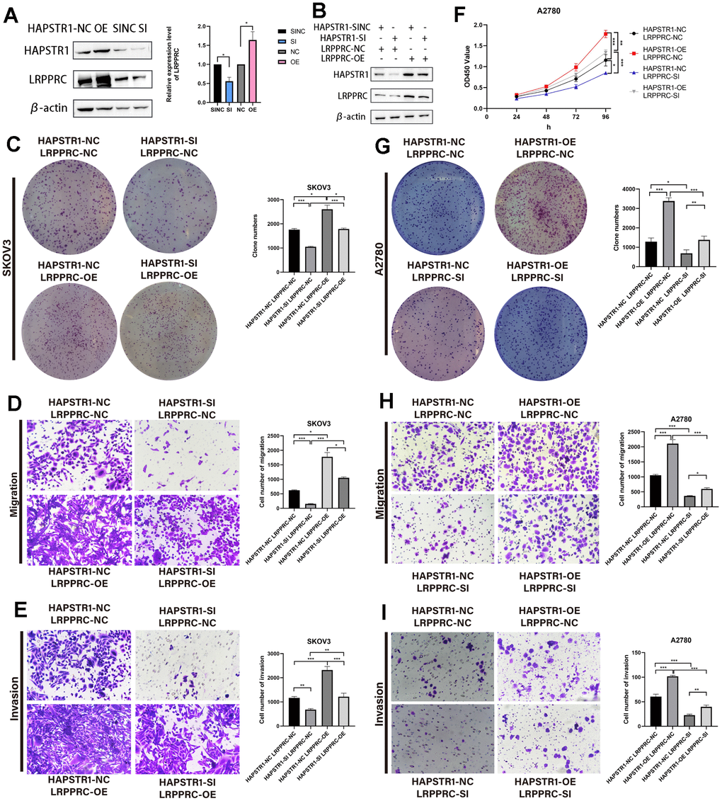 HAPSTR1 exerts its oncogenic functions in ovarian cancer through LRPPRC. (A) Protein expression levels of LRPPRC were positively correlated with HAPSTR1 via Western blot. (B) Transfection efficiency of HAPSTR1 and LRPPRC were examined by Western blot. (C–E) The colony formation and transwell assays showed that the suppression of proliferative capacity induced by HAPSTR1 knockdown could be rescued by LRPPRC overexpression. Original magnification, 200x. (F–I) The CCK-8, colony formation, and transwell assays showed that the improvements in proliferative and metastatic capability caused by HAPSTR1 overexpression could be inhibited by LRPPRC knockdown. Original magnification, 200x. Each experiment was repeated with three independent replicates. *, p p p 