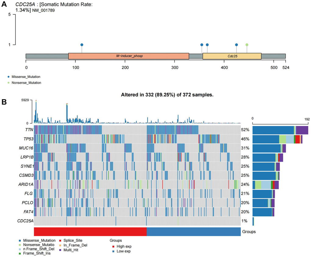 Mutational landscape of CDC25A. (A) Mutation sites and types of CDC25A gene. (B) Mutational landscape of CDC25A high and low expression groups in gastric cancer.