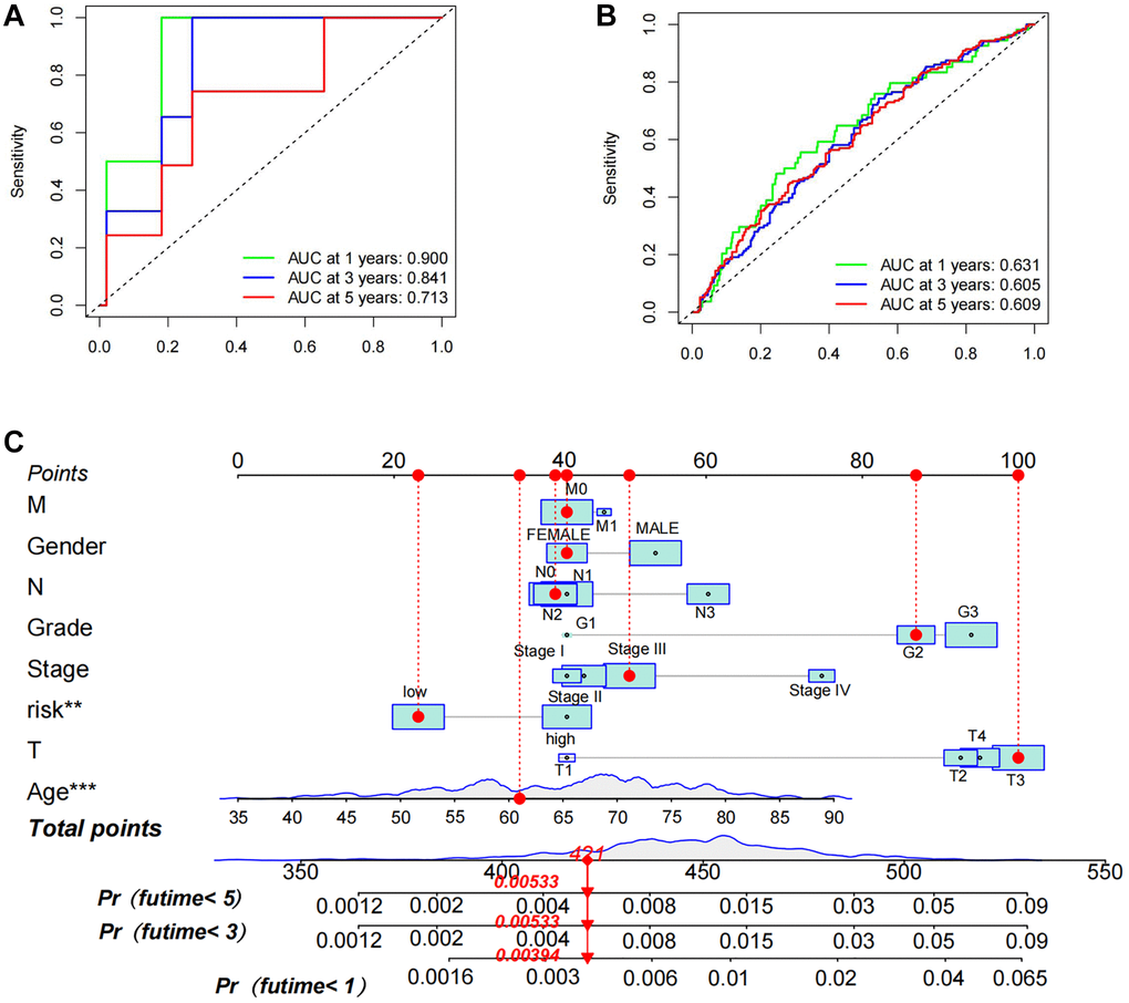 Assessment of prognostic accuracy of TSRS as well as nomogram construction. (A) ROC curve analysis in TCGA. (B) ROC curve analysis in GEO. (C) A nomogram constructed using TSRS and other parameters.