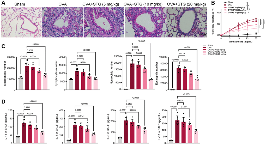 Effect of stigmasterol on OVA-challenged mice airway inflammation and AHR. (A) Histological H&E staining of airway remodeling, ×200. (B) STG reduced OVA-induced airway hyperresponsiveness. The effects of STG on AHR were detected by an invasive pulmonary facility for small animals (FlexiVent, SCIREQ, USA). Data are expressed as a percentage change from the baseline value. (C) The number of inflammatory cells such as macrophages, lymphocytes, neutrophils, and eosinophils in BALF as detected by flow cytometry. (D) Inflammatory factors in BALF including IL-1β, IL-5, IL-6, IL-13 as determined by ELISA. p 