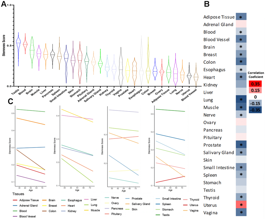 Stemness levels during human aging. (A) Distribution of stemness in human tissues. (B) Heatmap of Pearson’s correlation coefficient between stemness scores and age in human tissues. (C) Linear trend between stemness scores and age in human tissues. *FDR 