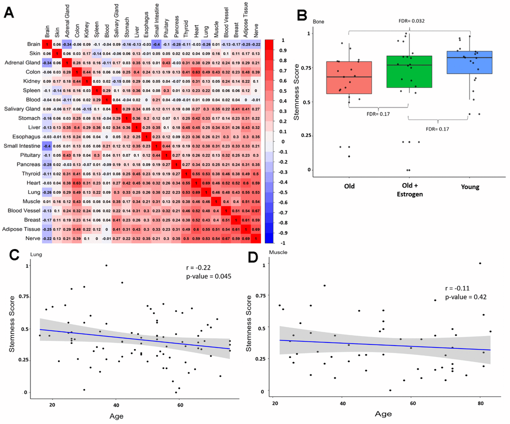 Stemness in same individual and validation datasets. (A) Correlation matrix between stemness across tissues from the same individual (excluding sex-related tissues) from GTEx. Numbers in each square represent the Pearson correlation coefficient. (B) Stemness levels of different groups in the alternative bone dataset, data from Weivoda et al. [30]. (C) Correlation between stemness and aging in an alternative lung dataset (r = -0.22, p-value = 0.045), data from Lee et al. [31]. (D) Correlation between stemness and aging in an alternative muscle dataset (r = -0.11, p-value = 0.42), data from Tumasian et al. [32].