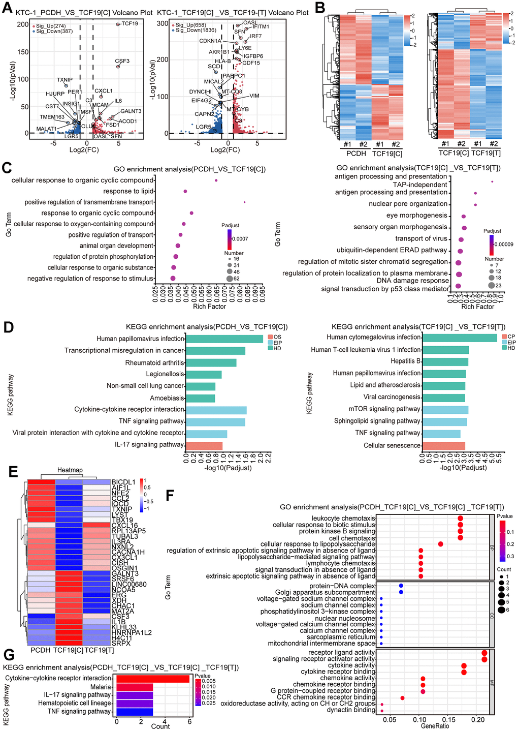 Identification of TCF19[C] and TCF19[T] targets by RNA-seq. (A) Volcano plots displaying differentially expressed genes (DEGs) in microarray data comparing PCDH with TCF19[C] and TCF19[C] with TCF19[T] KTC-1 cells. The numbers of significantly variant genes (FC > 2.0, P p-value (0.05). (B) Heatmap of DEGs identified by RNA-seq. (C) Gene Ontology (GO) enrichment analysis of DEGs, p-valueD) Kyoto Encyclopedia of Genes and Genomes (KEGG) enrichment analysis of DEGs, p-valueE) Heatmap analyzed from 31 total genes obtained by the intersection of cluster 1 (PCDH vs TCF19[C]) and cluster 2 (TCF19[C] VS TCF19[T]). (F) GO analysis of genes described in (E). (G) KEGG analysis of genes described in (E).