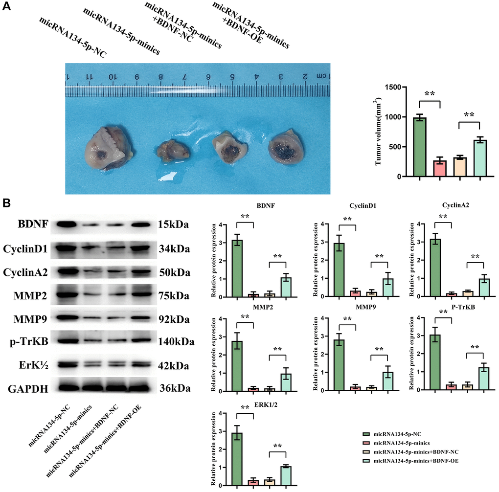 hsa-miR-134-5p suppresses tumor growth in a nude mouse xenograft model by inhibiting BDNF. (A) The nude mice exhibit tumor growth and a significant reduction in tumor volume in both the miR134-mimics group and miR134-mimics plus BDNF-NC group compared to the NC group; however, it should be noted that hsa-miR-134-5p mimics plus BDNF-NC treatment increased in tumor volume. (B) Western blot results revealed that the levels of BDNF, cyclin D1, cyclin A2, MMP2/9, p-TrKB, and ERK1/2 were significantly higher in both the miR134-mimics group and miR134-mimics plus BDNF-NC group compared to the NC group. However, in the miR134-mimics plus BDNF-OE group, there was an increase observed in the expression levels of BDNF, cyclin D1, cyclin A2, MMP2/9 as well as p-TrKB and ERK1/2.