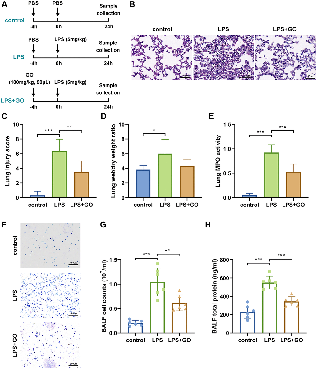 GO attenuates LPS-induced ALI. For ALI model establishment, mice were anesthetized via intraperitoneal injection of pentobarbital sodium (50 mg/kg) and then injected intratracheally with LPS (5 mg/kg) dissolved in 50 μl PBS. Control mice were injected with the same volume of PBS. For GO delivery, mice were injected intratracheally with GO (100 mg/kg, dissolved in 50 μl of DMSO) 4 h before LPS instillation. Samples (lung tissues and BALF) were collected 24 h after LPS instillation. (A) Flow chart of mouse experimental design. (B) Lung tissue sections stained with hematoxylin and eosin (H&E staining, scale bar: 50 μm). (C) Severity of lung damage was scored on a scale of 0–10 according to inflammatory cell infiltration, alveolar septal edema and thickening, hyaline membrane formation, and pulmonary hemorrhage (n = 8 per group). (D) Effect of GO on lung wet/dry ratio. (E) Quantification of MPO activity in lung tissue. (F) Cells were precipitated via BALF centrifugation and stained with Wright-Giemsa. (G) Cell counts in BALF samples from mice subjected to different treatments. (H) Total protein measurement in BALF via BCA assay. Experiments were performed in triplicate, and data are expressed as the mean ± standard deviation (SD). Student’s t-test; *p **p ***p 