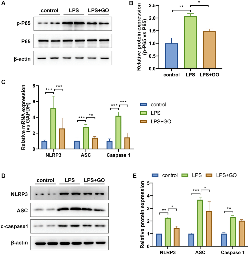 GO inhibits the activation of NF-κB p65 and NLRP3 inflammasome in LPS-induced ALI. (A) Western blot analysis of phosphorylated NF-κB p65 levels in lung tissue. (B) The grayscale values of the bands in image A were analyzed using ImageJ, and the ratios of p-p65/p65 were calculated. (C) Real-time PCR analysis of mRNA expression levels of the NLRP3/ASC/caspase 1 inflammasome complex in lung tissue. (D) Western blotting analysis of protein expression levels of the NLRP3/ASC/caspase 1 inflammasome complex in lung tissue. (E) A histogram of the grayscale values of the protein bands calculated using ImageJ software (standardized to β-actin). Experiments were performed in triplicate. Student’s t-test, *p **p ***p 