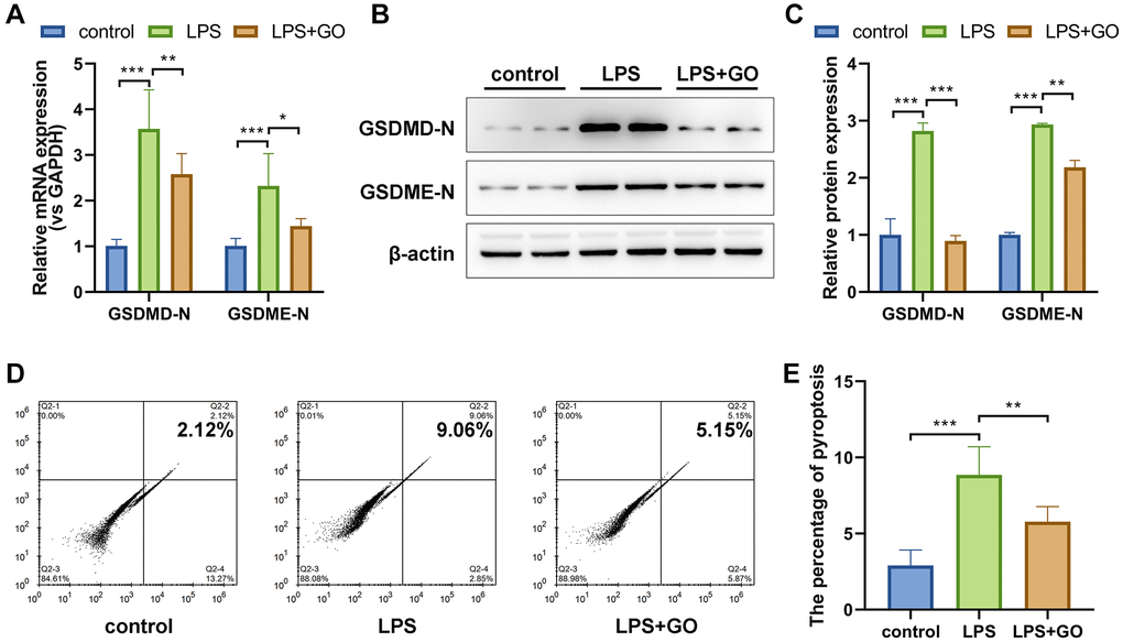 GO blocks the expression of pyroptosis-related proteins in LPS-induced ALI. (A) mRNA expression levels of the active forms of the pyroptosis-related proteins GSDMD and GSDME in lung tissue were analyzed via real-time PCR. (B) Protein expression levels of the active forms of the pyroptosis-related proteins GSDMD and GSDME in lung tissue were analyzed via western blotting. (C) A histogram of the grayscale values of the protein bands calculated using ImageJ software (standardized to β-actin). (D) The pyroptosis rate of isolated primary alveolar epithelial cells was analyzed using flow cytometry and FLICA caspase-1 and PI double staining. (E) The incident rate of pyroptosis was calculated for each group. Experiments were performed in triplicate, and data are expressed as the mean ± standard deviation (SD). Student’s t-test, *p **p ***p 