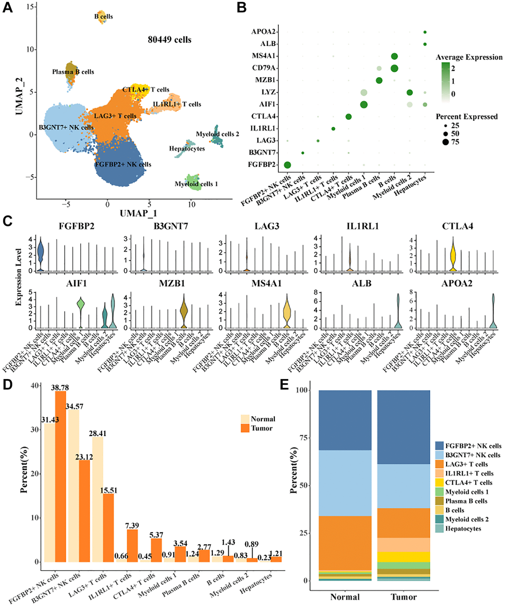 Cell landscape of TIICs in HCC. (A) Distribution of 10 cell types. (B) Bubble plots demonstrate the expression levels of marker genes in 10 cell types. (C) Violin plot of marker genes expression levels in 10 cell types. (D, E) Proportion statistics of 10 cell types in tumor tissues and normal tissues.