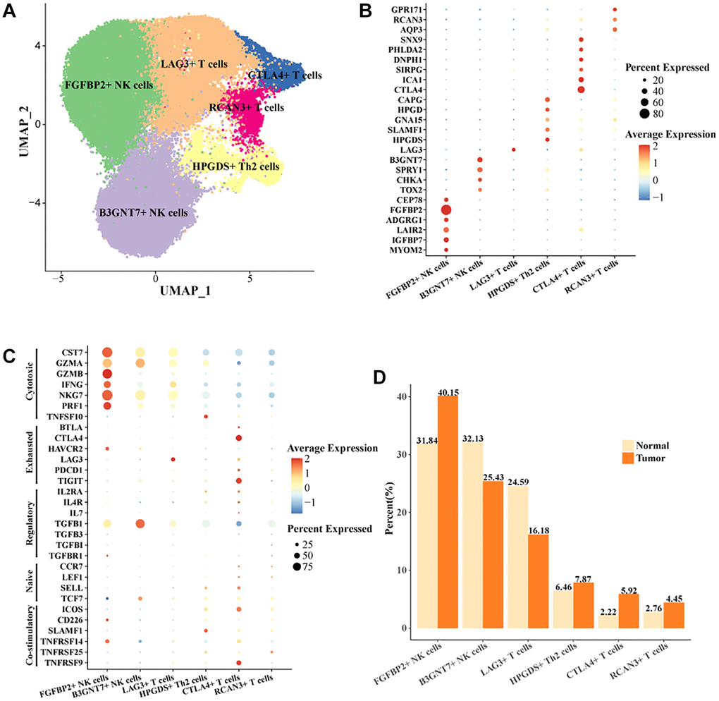 Cell landscape of exhausted FGFBP2+ NK cells, CTLA4+ T cells in HCC. (A) Distribution of 6 cell subtypes in NK cells and T cells. (B, C) Expression levels of marker genes in the 6 cell subtypes. (D) Proportion of the 6 cell subtypes in tumor tissues and normal tissues.