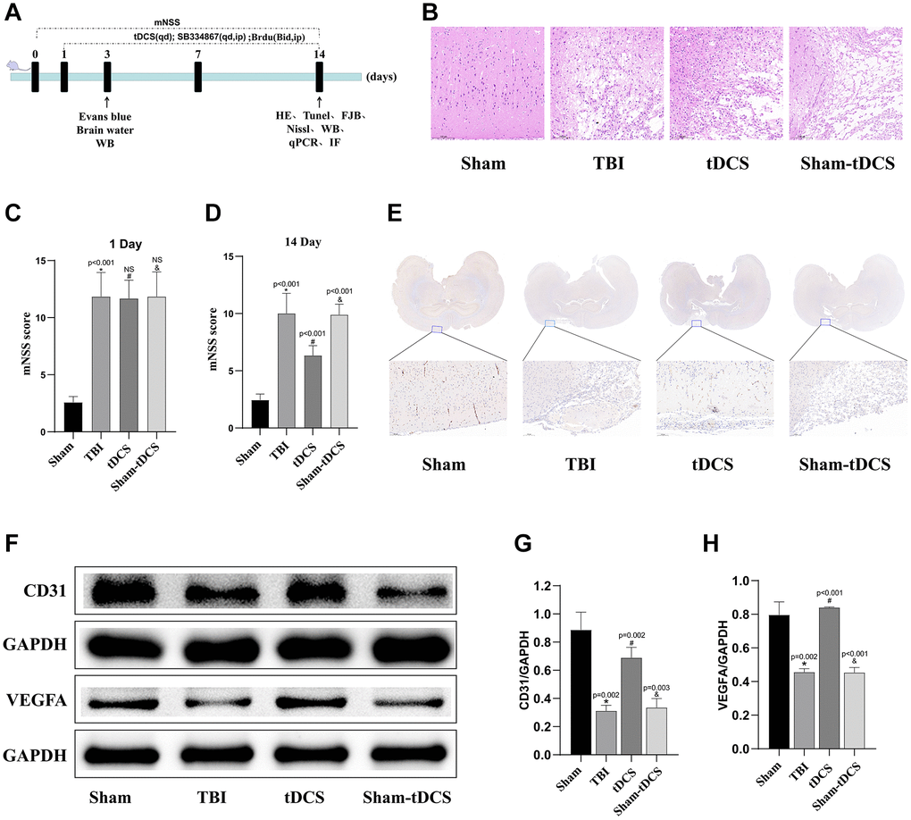 tDCS promotes angiogenesis at the injury site and reduces neurological deficits and tissue damage. (A) Timeline of the animal experiments. (B) Representative gross images of brain tissue from the four groups of rats and hematoxylin and eosin staining were used to visualize the necrotic areas (n = 3). (C, D) After TBI, we assessed the neural function of rats using the Modified Neurological Severity Scores (mNSS) before and two weeks following tDCS treatment (n = 6). (E) Immunohistochemistry staining for the representative vascular marker CD31 was performed on brain tissue from the four groups of rats at the injury site (n = 3). (F) Representative western blotting images of CD31 and VEGFA on 14 days post-TBI. Using GAPDH as an internal reference for band density normalization (n = 3). (G, H) Quantification of western blotting for CD31, VEGFA expression (n = 3). Results are expressed as means ± standard deviation, the statistical significance of differences was evaluated by One-way ANOVA, *represents the comparison between the Sham group and the TBI group, #signifies the comparison between the TBI group and the tDCS group, and &denotes the comparison between the tDCS group and the Sham-tDCS group. P 