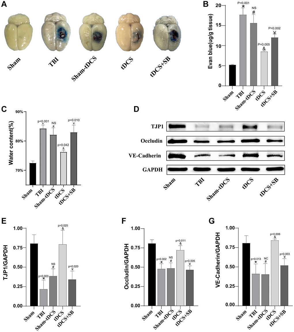 The crucial role of OXA in tDCS-mediated restoration of the blood-brain barrier in TBI rats. (A) On the third day following TBI, representative images of Evans blue extravasation in the brains of each experimental group were obtained (n = 3). (B) Quantitative analysis of the EB dye extravasation (n = 3). (C) Brain hemisphere water content three days after TBI (n = 3). (D) Representative western blotting images of TJP1, Occludin and VE-Cadherin on 14 days post-TBI. Using GAPDH as an internal reference for band density normalization (n = 3). (E) Quantification of western blotting for TJP1 expression (n = 3). (F) Quantification of western blotting for Occludin expression (n = 3). (G) Quantification of western blotting for VE-Cadherin expression (n = 3). Results are expressed as means ± standard deviation, the statistical significance of differences was evaluated by One-way ANOVA, *denotes the comparison between the Sham group and the TBI group, #represents the comparison between the TBI and the Sham-tDCS group, &signifies the comparison between the tDCS group and the Sham-tDCS group, and ¥indicates the comparison between the tDCS group and the tDCS+SB334867 group. P 