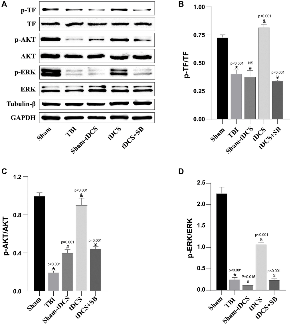 tDCS enhanced angiogenesis after TBI through OXA-TF-AKT/ERK pathway. (A) Representative western blotting images of TF, p-TF, AKT, p-AKT, ERK and p-ERK on 14 days post-TBI. Using GAPDH and β-Tubulin as internal reference for band density normalization (n = 3). (B) Quantification of western blotting for p-TF/TF expression (n = 3). (C) Quantification of western blotting for p-AKT/AKT expression (n = 3). (D) Quantification of western blotting for p-ERK/ERK expression (n = 3). Results are expressed as means ± standard deviation, the statistical significance of differences was evaluated by One-way ANOVA, *denotes the comparison between the Sham group and the TBI group, #represents the comparison between the TBI and the Sham-tDCS group, &signifies the comparison between the tDCS group and the Sham-tDCS group, and ¥indicates the comparison between the tDCS group and the tDCS+SB334867 group. P 