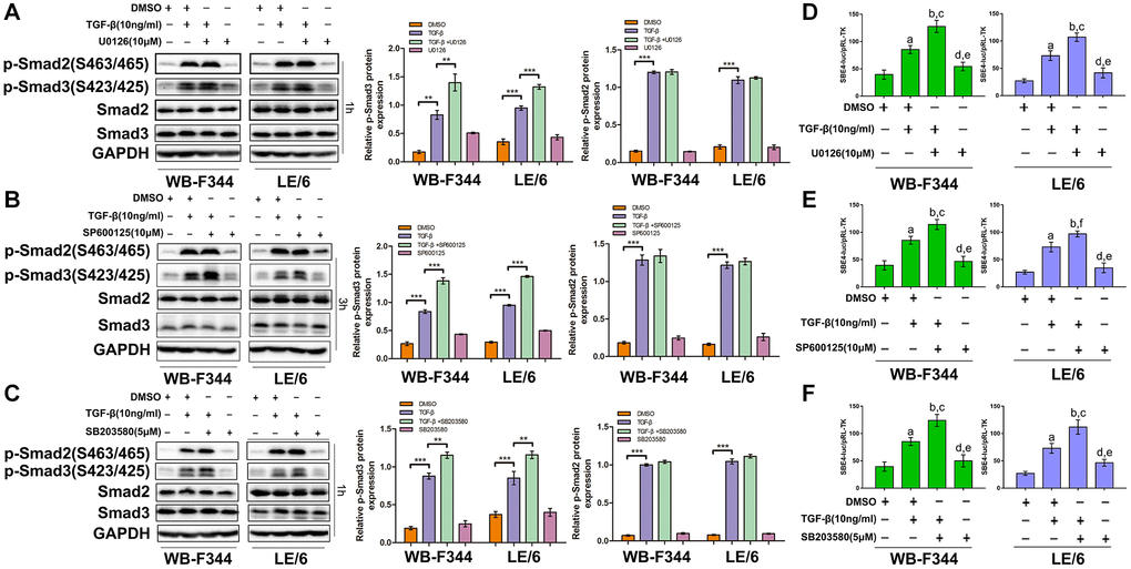 TGF-β activated Erk, JNK and p38 MAPK signaling and inhibited TGFβ-Smad3 signaling in LPCs. (A–C) LPCs were treated with TGF-β and/or kinase inhibitors as indicated, and the levels of phospho-Smad2 and Smad3 at the C-terminus and related total Smad2 and 3 proteins in the cells were analyzed via Western blotting. GAPDH was used as a loading control. (D–F) LPCs were cotransfected with pRL-TK and SBE4-luc and treated with TGF-β and/or kinase inhibitors as indicated. Luciferase activity was normalized to Renilla luciferase activity and is expressed as the means ± SEMs of triplicate measurements. The following comparisons of the bars were made: a, P P P P P P 