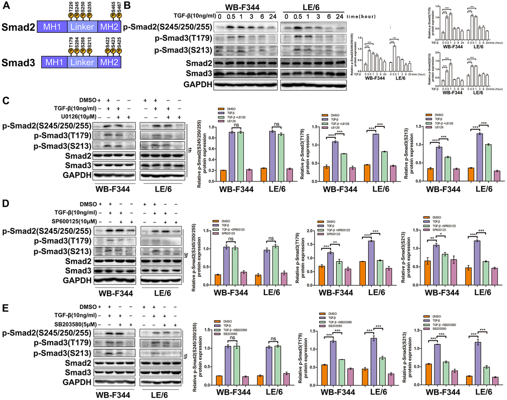 TGF-β downstream of MAPK signaling promotes linker phosphorylation of Smad3 in liver progenitor cells. (A) Schematic representation of the phosphorylation sites in Smad2 and Smad3. (B) WB-F344 and LE/6 cells were treated with TGF-β (10 ng/ml) for the indicated times, and lysates were subjected to Western blot analyses with antibodies against the indicated phospho- and total Smad proteins. GAPDH was used as a loading control. (C–E) WB-F344 and LE/6 cells were treated with TGF-β (10 ng/ml, 1 h) and/or kinase inhibitors as indicated for 1 h or 3 h, and Western blot analyses were carried out with antibodies against the indicated phospho- and total Smad proteins. GAPDH was used as a loading control. The experiments were repeated three times, and representative images are shown.