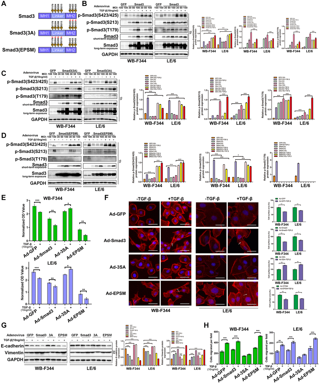 Smad3 phosphorylation affects TGF-β-induced cytostasis and EMT in LPCs. (A) Schematic representation of the phosphorylation sites in Smad3, the corresponding C-terminal region (3SA) and the corresponding linker region (EPSM). (B–D) WB-F344 and LE/6 cells were infected with adenoviruses carrying GFP (Ad-GFP), Smad3 (Ad-Smad3), or Smad3 (Ad-3SA or Ad-EPSM) at the indicated MOIs and were treated with TGF-β (10 ng/ml) for 3 1 h. Cell lysates were subjected to Western blot analyses with antibodies against the indicated phospho- and total Smad3 proteins. GAPDH was used as a loading control. (E) WB-F344 (upper panel) and LE/6 (lower panel) cells were infected with adenoviruses carrying Smad3 or its mutants, treated with TGF-β (10 ng/ml, 3d), and subjected to CCK-8 analyses. OD values were measured and compared between groups as indicated. (F) WB-F344 and LE/6 cells infected with adenoviruses carrying Smad3 or its mutants as indicated were treated with TGF-β (10 ng/ml, 3d) and then subjected to phalloidin staining for F-actin (red). DAPI (blue) was used to stain the cell nuclei. The white arrows indicate F-actin rearrangements. Scale bar, 25 μm. (G) WB-F344 and LE/6 cells infected with adenoviruses carrying Smad3 or its mutants as indicated were treated with TGF-β (10 ng/ml) for 3 days, and Western blot analyses were performed with antibodies against E-cadherin and vimentin. GAPDH was used as a loading control. (H) Cell motility analyses of WB-F344 and LE/6 cells infected with adenovirus carrying Smad3 or its mutants as indicated and control cells treated with TGF-β. The average number of migrated cells per field is shown. The experiments were repeated three times. Two-tailed Student’s t-tests were used for statistical analysis. The data are presented as the mean ± S.E.M. *p **p ***p 