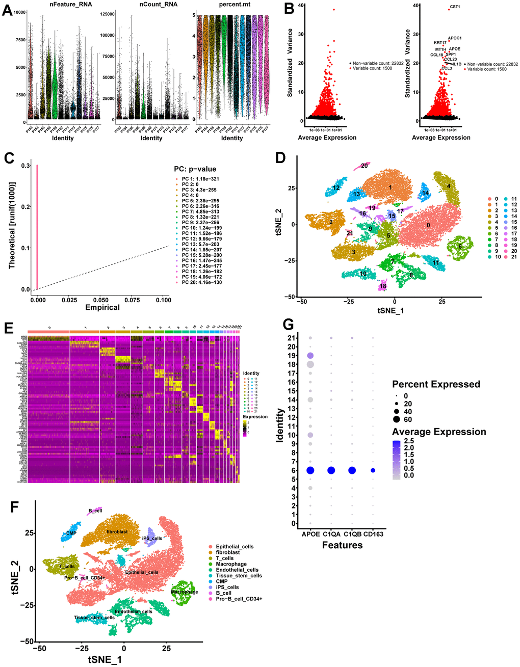 scRNA-seq analysis identifies marker genes for macrophages. (A) A total of 25999 eligible cells were identified after quality control of scRNA-seq data with twelve PCa samples. (B) Variation in gene expression across all PCa cells is shown in the variance plot. The black dots represent non-variable genes, while the red dots represent highly variable genes. (C) A P-value of 0.05 identified 20 PCs. (D) A t-SNE algorithm was applied to visualize 22 clusters. (E) The top 5 marker genes in each cell cluster are displayed in a heatmap. Genes with high expression are yellow, and genes with low expression are purple. (F) Cell types identified by marker genes. (G) Macrophage marker gene expression levels in each cell cluster are represented by bubble plots.