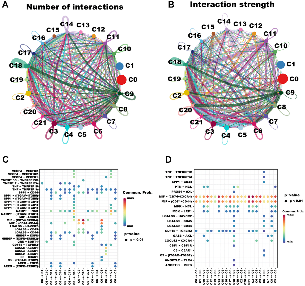 The cellular communication between C6 and other clusters. The circle diagrams show the high intercellular interactions concerning the number (A) and strength (B) of ligand–receptor interactions among the 22 clusters. Interactions between overexpressed ligands and receptors are shown in the bubble chart when C6 cluster cells act as the ligand (C) and receptor (D) cells, respectively. Permutation test P-values are represented by bubble size, while interaction possibilities are represented by color.