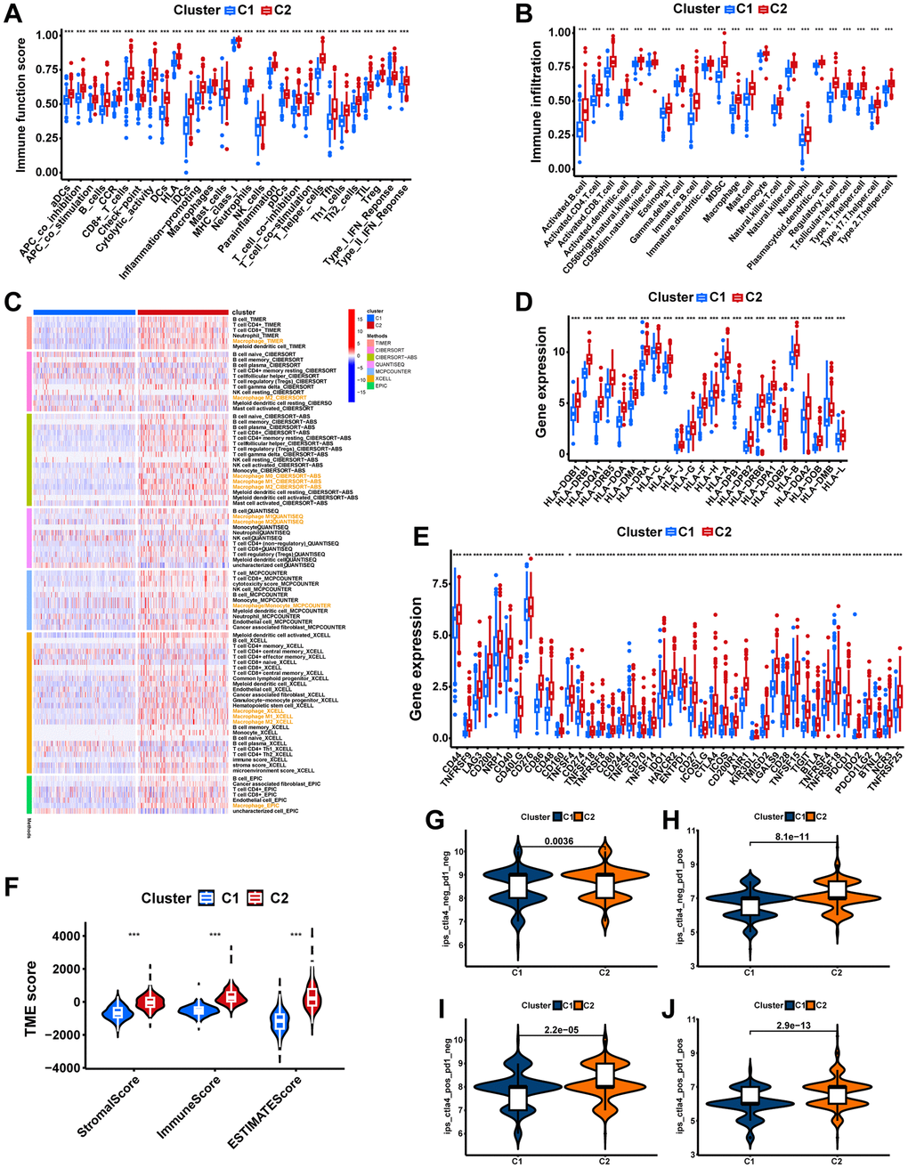 The immune landscape of macrophage-related molecular subtypes. (A) The boxplot displays the difference in immune-related functions between different clusters. (B) Two clusters have different levels of immune cell infiltration. (C) Seven immune infiltration software displays the immune infiltration between different clusters. (D) Comparing the expression of HLA molecules between two clusters. (E) Expression of immune checkpoint molecules between the two clusters. (F) The comparisons of stromal score, immune score, and estimate score between clusters. Comparing immunophenoscores (IPS) across clusters; (G) CTLA4−