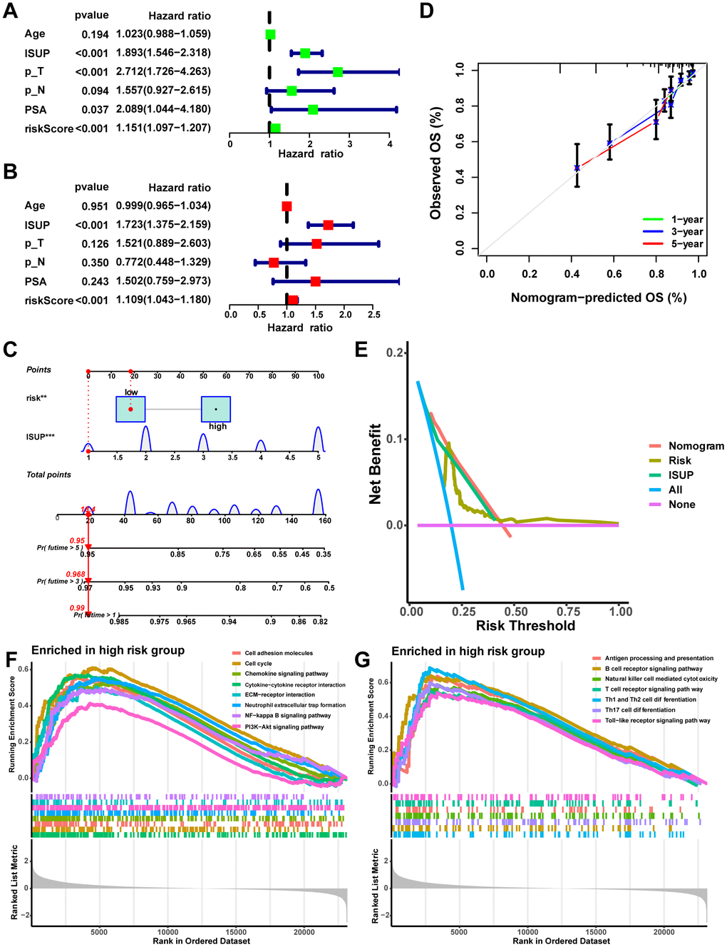 Establishment and assessment of the nomogram. (A) Univariate Cox analysis of risk scores and clinical characteristics. (B) Multifactorial Cox analysis of risk scores and clinical characteristics. (C) Construction of the nomogram. (D) The calibration curve of the nomogram. (E) DCA diagram. Enrichment of tumor-related pathways (F) and immune-related pathways (G) in the high-risk group.