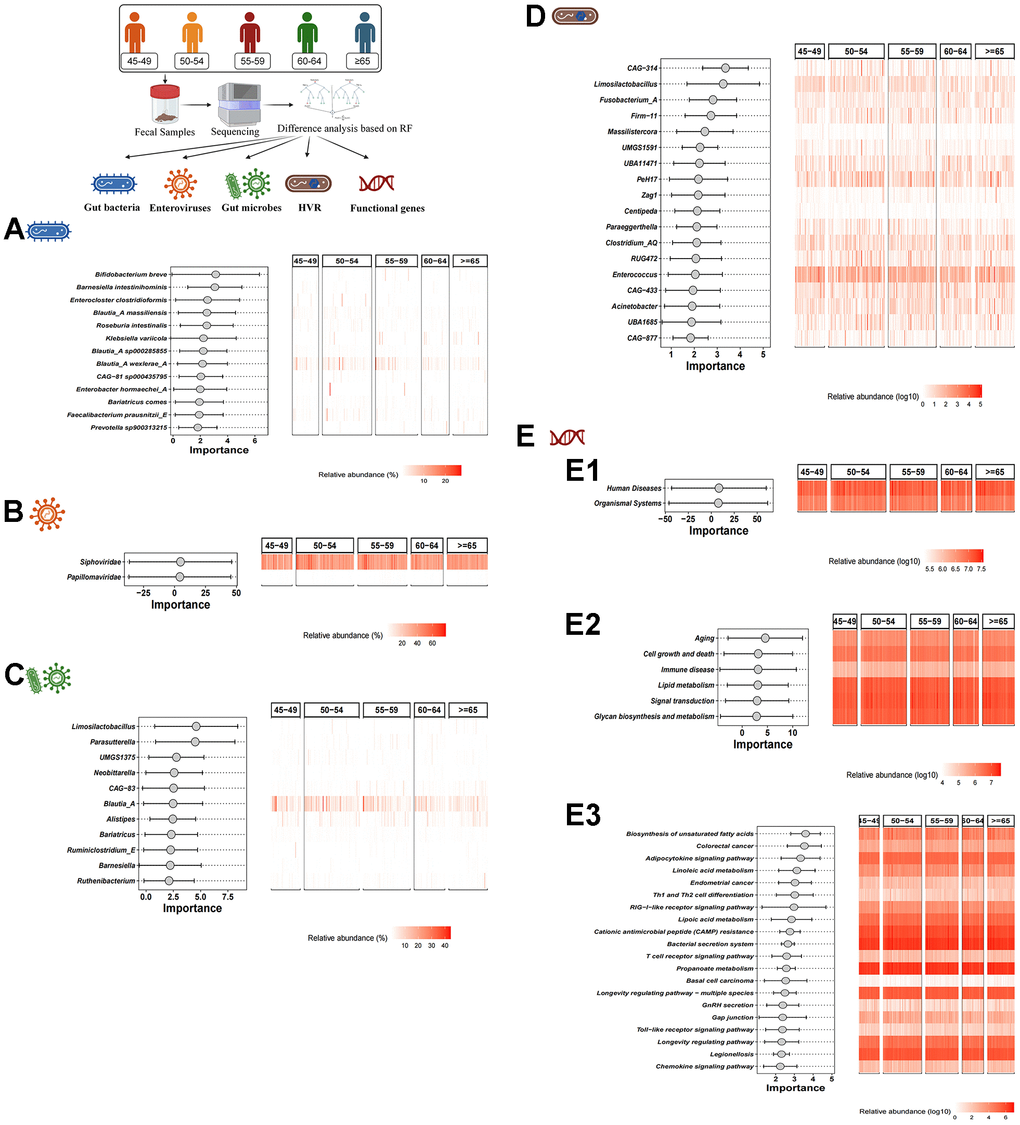 Difference analysis based on RF algorithm. (A–D) show the characteristic gut bacteria, characteristic enteroviruses, characteristic gut microbes and characteristic HVR screened by RF algorithm, respectively. (E1–E3) show the characteristic functional genes in KEGG level 1, level 2 and level 3 by RF algorithm, respectively.