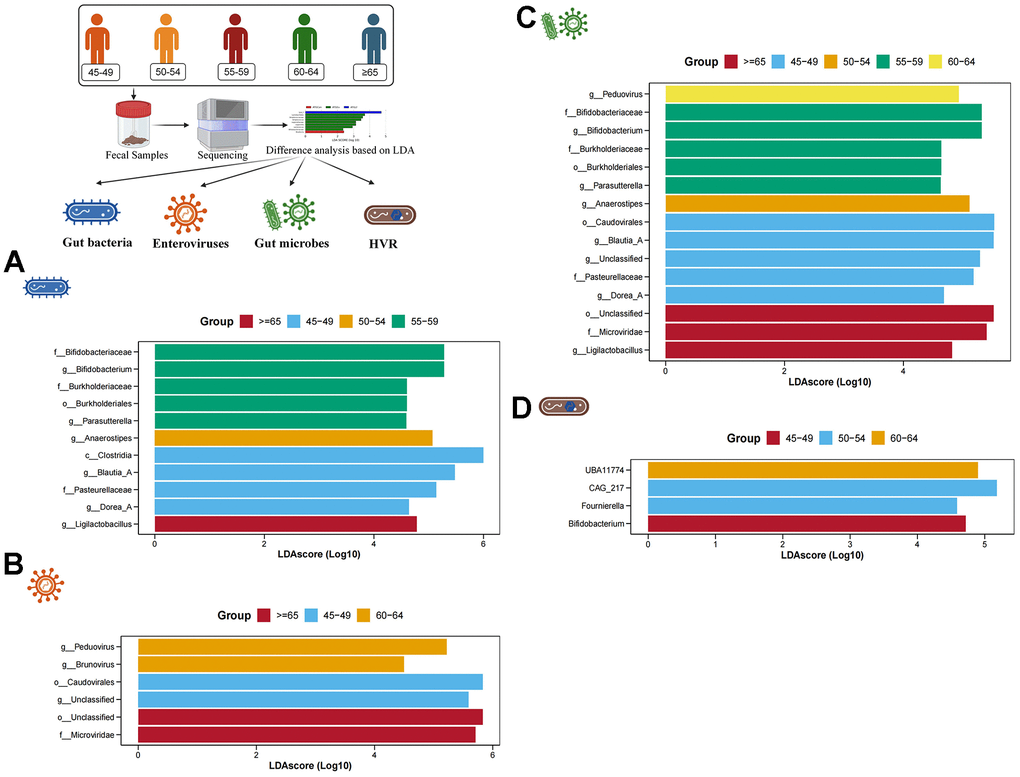 Difference analysis based on LDA. (A–D) show the characteristic gut bacteria, characteristic enteroviruses, characteristic gut microbes and characteristic HVR screened by LDA, respectively. The higher the value of LDAscore, the higher the enrichment degree of the gut microbes in the corresponding group.