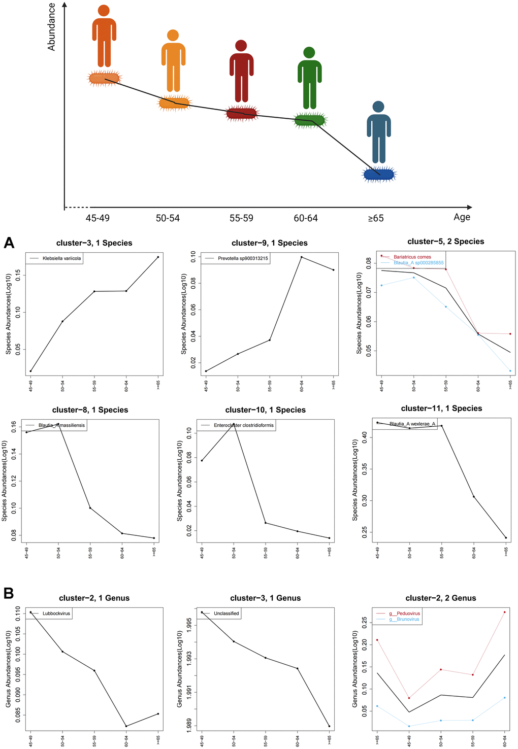 Age-related trends in characteristic gut bacteria and enterovirus. (A) shows the trend of characteristic gut bacteria with age in species level and (B) shows the trend of characteristic enteroviruses with age in genus level. The black curve shows the overall age-related trend of all species in the cluster, while the other colored curves represent age trends for microbes with associated labels.