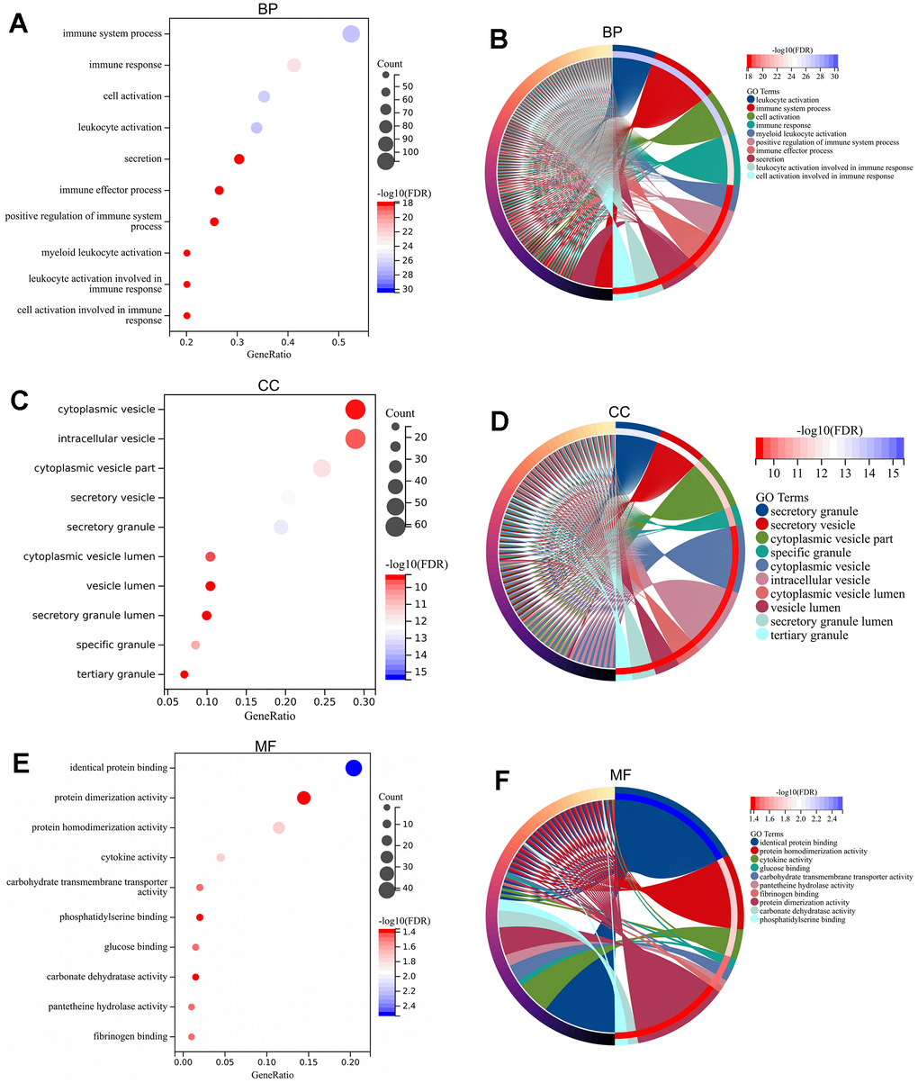 GO enrichment analysis of DEGs. GO-BP analysis for DEGs revealing significant terms via bubble plot (A) and linked genes by cnetplot (B). GO-CC analysis for DEGs revealing significant terms via bubble plot (C) and linked genes by cnetplot (D). GO-MF analysis for DEGs revealing significant terms via bubble plot (E) and linked genes by cnetplot (F). Abbreviations: DEGs, differentially expressed gene; GO, Gene Ontology; BP, biological process; CC, cellular component; MF, molecular function.