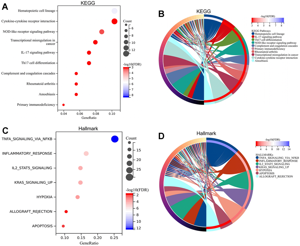 Enrichment analysis of pathways for DEGs. KEGG analysis for DEGs revealing significant pathways via bubble plot (A) and linked genes by cnetplot (B). Hallmark analysis for DEGs revealing significant pathways via bubble plot (C) and linked genes by cnetplot (D). Abbreviations: DEGs, differentially expressed gene; KEGG, Kyoto Encyclopedia of Genes and Genomes.