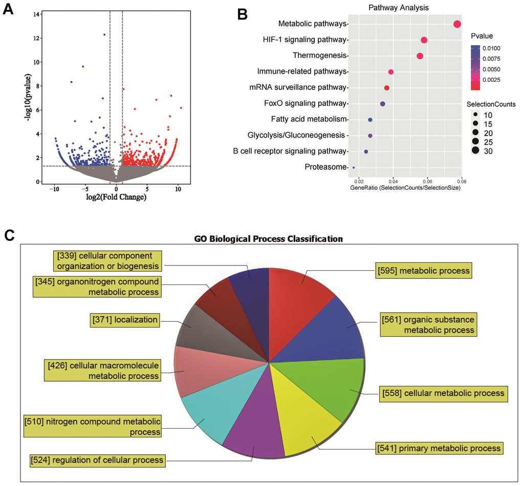 Differential expression and functional analysis of lincRNAs in NASH. (A) A volcano plot of differentially expressed lincRNAs; (B) KEGG enrichment analysis of differentially expressed lincRNAs; (C) GO Functional analysis of the differentially expressed lincRNAs.