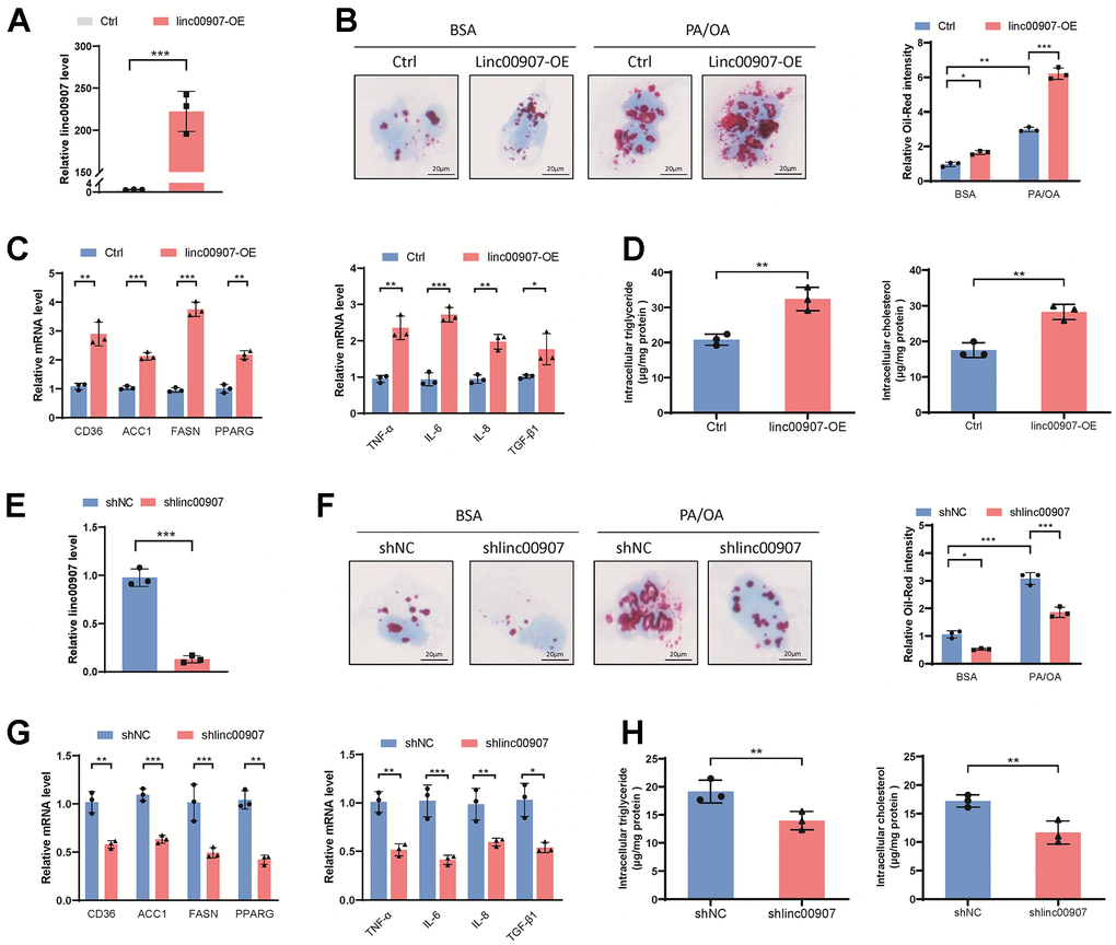 linc00907 modulates cellular lipid accumulation. (A) Linc00907 plasmids were transfected to construct a THLE-2 cell line with overexpressed linc00907; (B) overexpression of linc00907 increased intracellular lipid content; (C) overexpression of linc00907 significantly elevated the expression of FASN, CD36, ACC1, TNF-α and TGF-β1; (D) linc00907 overexpression resulted in elevated intracellular levels of triglycerides and cholesterol; (E) construction of linc00907 knockdown THLE-2 cell line using adenovirus shRNA; (F) knockdown of linc00907 markedly reduced lipid content in the NASH model; (G) knockdown of linc00907 downregulated the expression levels of lipid synthesis-related genes and immune-related genes; (H) knockdown of linc00907 resulted in decreased intracellular triglycerides and cholesterol levels.