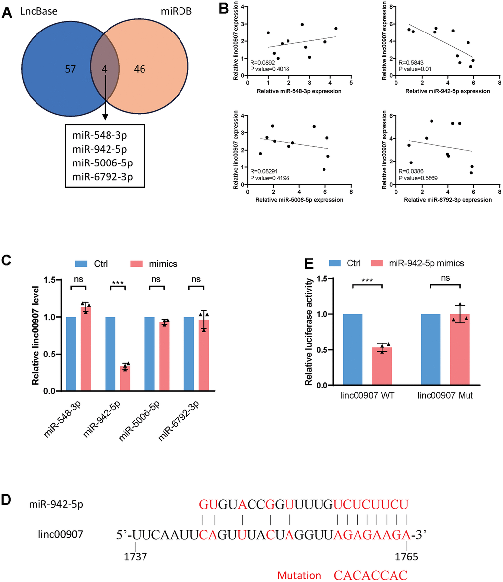 linc00907 interacts with miR-942-5p. (A) LncBase and miRDB databases were used to predict miRNAs that might bind with linc00907; (B) correlation analysis of expression of miRNAs with linc00907; (C) overexpression of miR-942-5p could downregulate linc00907; (D) predicted binding sequence of miR-942-5p and linc00907; (E) a dual-luciferase assay validated the binding of miR-942-5p and linc00907.