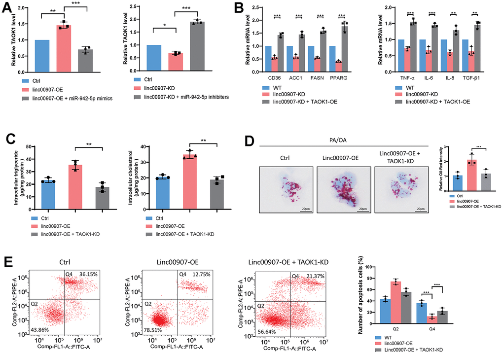 linc00907 exacerbates NASH by elevating TAOK1 through competitive binding with miR-942-5p. (A) Knockdown of linc00907 can decrease the mRNA level of TAOK1, an effect that can be countered by miR-942-5p inhibitors; (B) the overexpression of TAOK1 can reverse the regulatory effects on lipid metabolism-related genes and immune-related genes that result from linc00907 knockdown; (C) the knockdown of TAOK1 can reverse the promoting effects of linc00907 on intracellular triglyceride and cholesterol; (D) Oil Red O staining revealed that knockdown of TAOK1 reversed the impact of linc00907 on lipid accumulation; (E) linc00907 overexpression reduces apoptosis but can be reversed by TAOK1 knockdown.