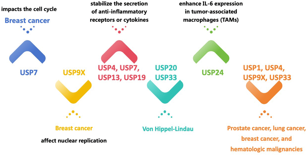 The mechanism of USP43 in the development of tumor: a literature