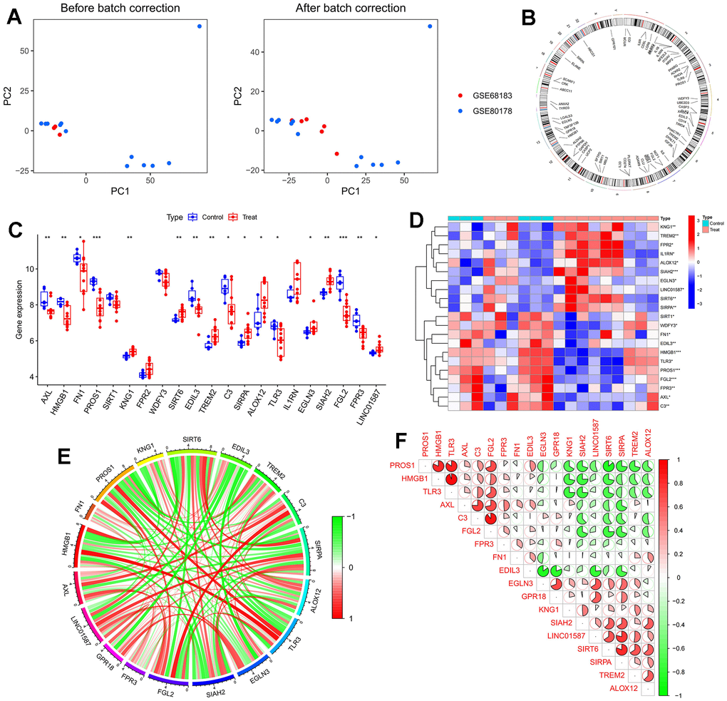 Dataset preprocessing and difference analysis. (A) Principal component analysis (PCA) analysis before batch effect removal; (B) Heatmap of deGlnMRG; (C) The location of MERGs on chromosomes; (D) The expression levels of MERGs; (E) Gene relationship network diagram of deMERGs; (F) Correlation analysis of deMERGs. Red and green colors represent positive and negative correlations, respectively. The correlation coefficient was expressed as the area of the pie chart.