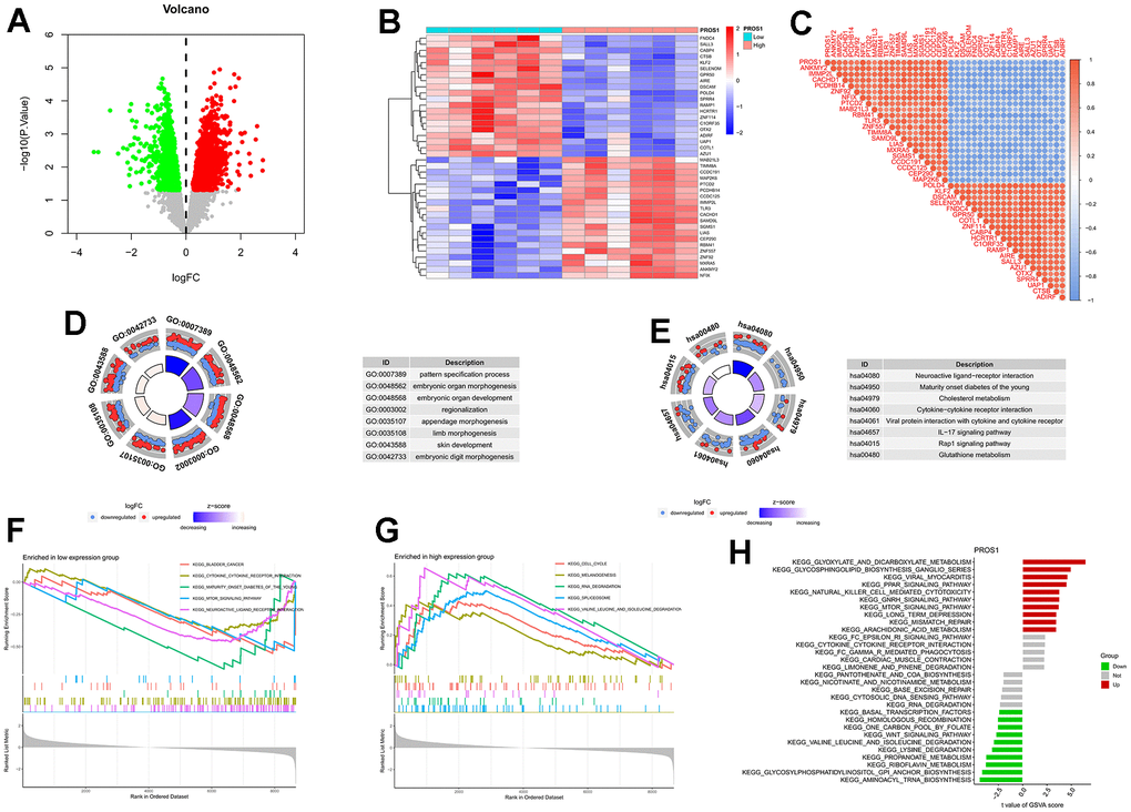 Differential analysis and enrichment analysis of genes related to PROS1. (A) Volcano plot for differential analysis. (B) Differential analysis heatmap; (C) Correlation analysis heatmap; (D) Differential gene GO analysis; (E) Differential gene KEGG analysis; (F) GSEA analysis of downregulated genes; (G) GSEA analysis of upregulated genes; (H) PROS1-related GSVA analysis.