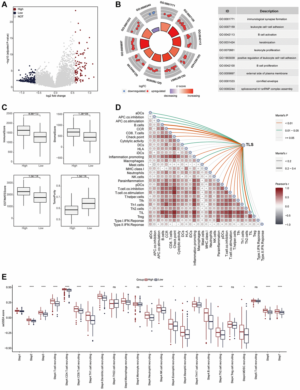 TLS was positively correlated with immunological scores in the GSE44001 cohort. (A) Volcano plot showing the DEGs for the TLS-high and low groups in the TCGA-CESC cohort. (B) Biological pathways enriched in the TLS-high and low groups, respectively. Red dots represented the genes up-regulated in TLS-high group. Blue dots represented the genes down-regulated in TLS-low group. (C) Comparison of StromalScore, ImmuneScore, ESTIMATEScore and tumor purity between TLS-high and low groups. (D) The correlation between TLS and the enrichment scores of immune subpopulations and immune-related signaling pathways in the TCGA-UCEC cohort. (E) Comparing the enrichment scores of each step in the cancer immunity cycle between TLS-high and low groups.