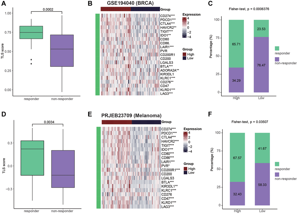 Patients with high TLS were sensitive to immunotherapy. (A) Comparing the TLS between responders and non-responders in the GSE194040 cohort (BRCA). (B) Heatmap showing the immune checkpoints expression between TLS-high and low groups in the GSE194040 cohort. (C) Bar plot showing the fractions of CR and NR patients in the TLS-high and low groups in the GSE194040 cohort. (D) Comparing the TLS between responders and non-responders in the PRJEB23709 cohort (Melanoma). (E) Heatmap showing the immune checkpoints expression between TLS-high and low groups in the PRJEB23709 cohort. (F) Bar plot showing the fractions of CR and NR patients in the TLS-high and low groups in the PRJEB23709 cohort. Wilcoxon rank-sum test was performed to measure the difference between two groups.