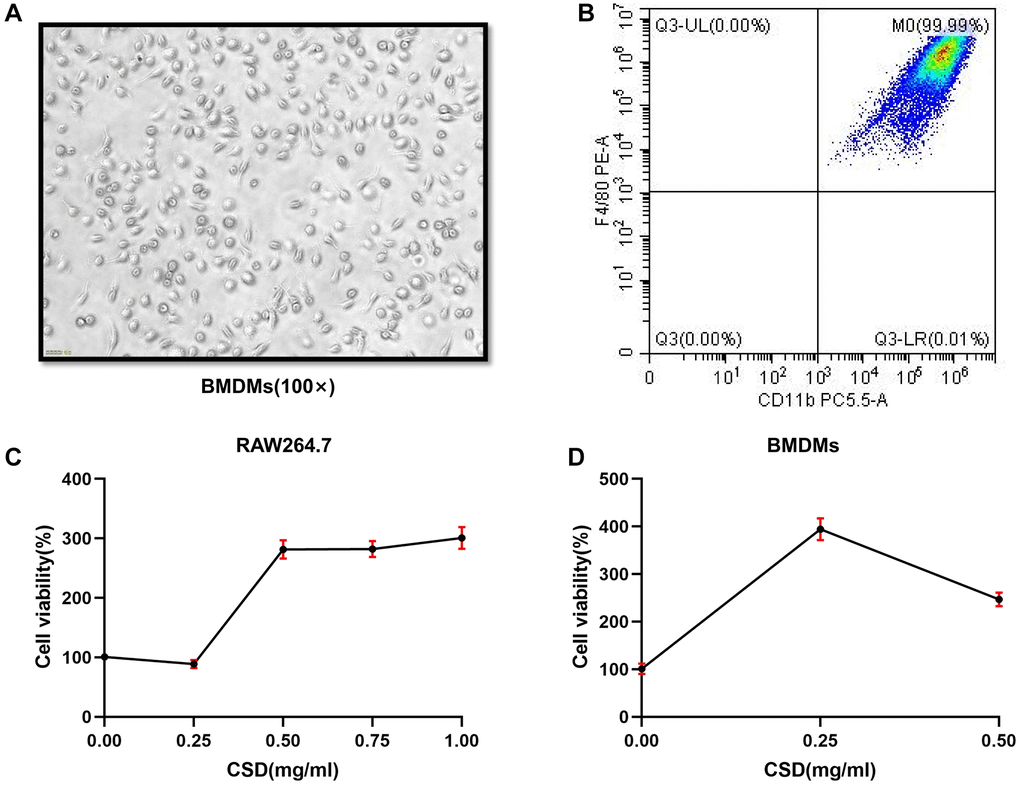 Inducing BMDMs successfully and determining the intervention concentration of CSD in vitro. (A) Morphology of BMDMs at the seventh day of induction, 100X magnification; (B) Flow cytometry figure of BMDMs identification; (C) CCK8 assay of RAW264.7 cells interfered by CSD for 6 h; (D) CCK8 determination of CSD intervention in BMDMs for 6 h. The data represent the mean ± SD of three independent experiments.