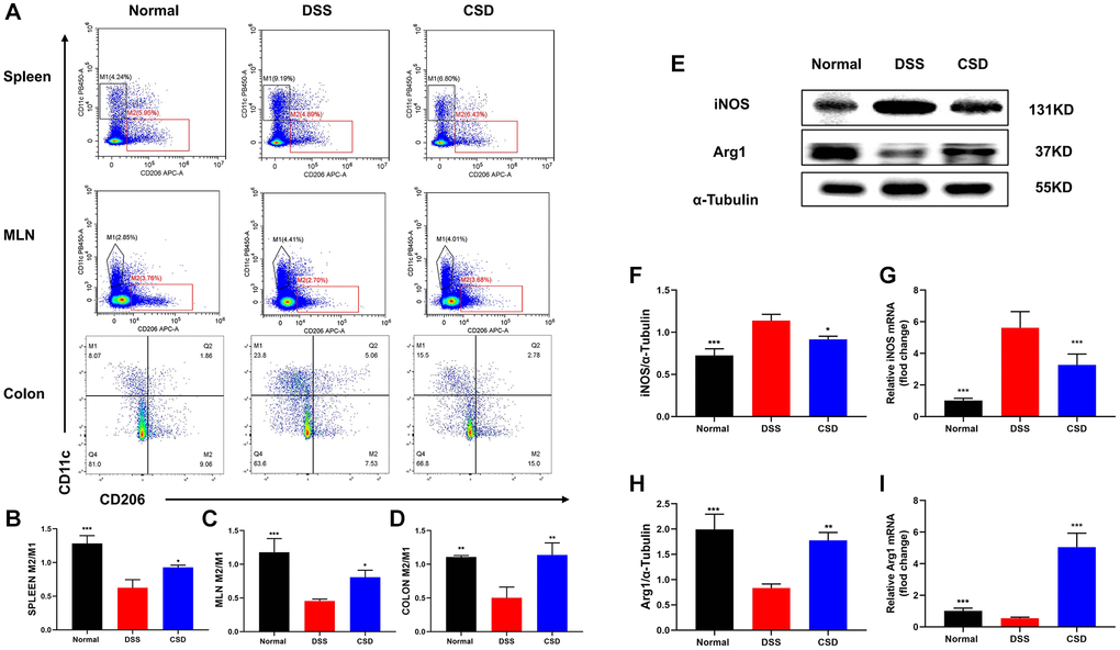 CSD-regulated macrophage polarization in vivo. (A) Flow cytometry diagram of M1 and M2 in the spleen, mesenteric lymph nodes, and intestine of mice; (B) M2/M1 ratio of spleen in mice; (C) M2/M1 ratio of mesenteric lymph nodes in mice; (D) M2/M1 ratio of intestine in mice; (E) Representative western blot of iNOS and Arg1 in intestine; (F) Statistical map of iNOS protein content in intestine; (G) iNOS mRNA levels in intestine; (H) Statistical map of Arg1 protein content in the intestine; (I) Arg1 mRNA levels in intestine. The results are mean ± SD, n = 3–6, *p **p ***p 