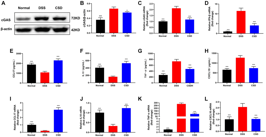 CSD inhibited the expression of cGAS and the content of inflammatory factors in UC mice intestinal tissues. (A) Representative WB of cGAS in the intestine; (B) Statistical map of cGAS protein content in the intestine; (C) cGAS mRNA levels in the intestine; (D) IFN-β mRNA levels in the intestine; (E) ELISA measured the content of CCL17 in the intestine; (F) ELISA measured the content of IL10 in the intestine; (G) ELISA measured the content of TNF-α in the intestine; (H) ELISA measured the content of CXCL10 in the intestine; (I) CCL17 mRNA levels in intestine; (J) IL10 mRNA levels in intestine; (K) TNF- α mRNA levels in intestine; (L) CXCL10 mRNA levels in intestine. The results are mean ± SD, n = 3–6, *p ***p 