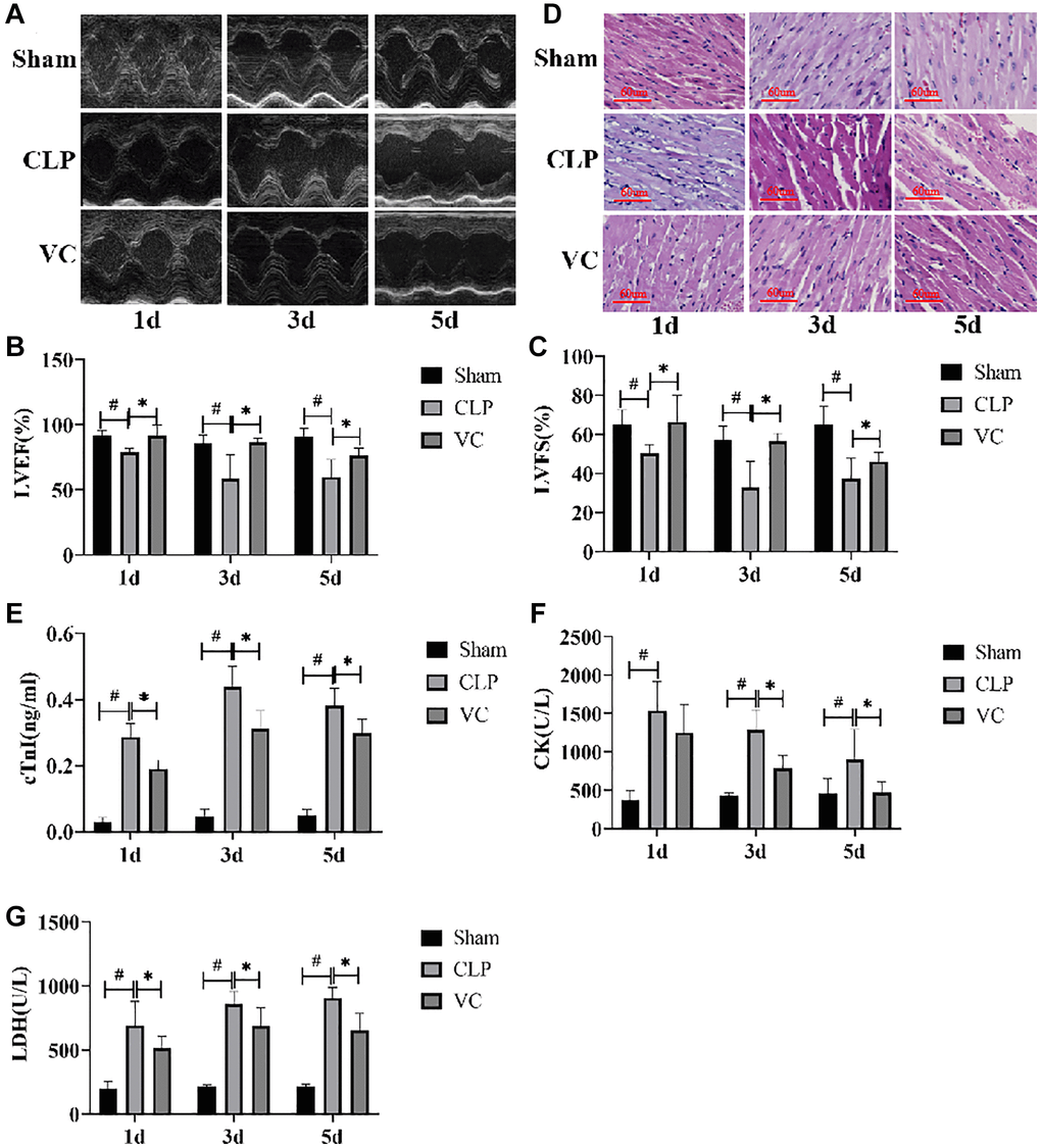 High-dose VC relieved the myocardial dysfunction in CLP-induced sepsis rats at 1d, 3d and 5d. (A–C) Echocardiographic image of each group of rats. LVEF and LVFS were quantified via echocardiography. (D) Myocardial injury was detected by H&E staining. (E–G) Myocardial injury markers in serum, cTnI, CK, and LDH were detected to visualize myocardial injury using a fully automated biochemical analyzer. Data are expressed as mean ± SD (at least n = 6/group), #p *p 